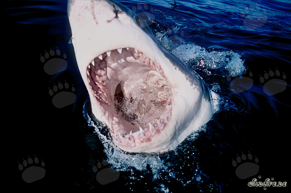 Fascinating view into the powerful jaws of the Great White Shark