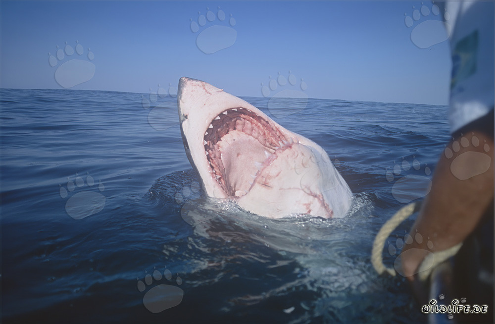 Close-up view into the huge Great White Shark mouth
