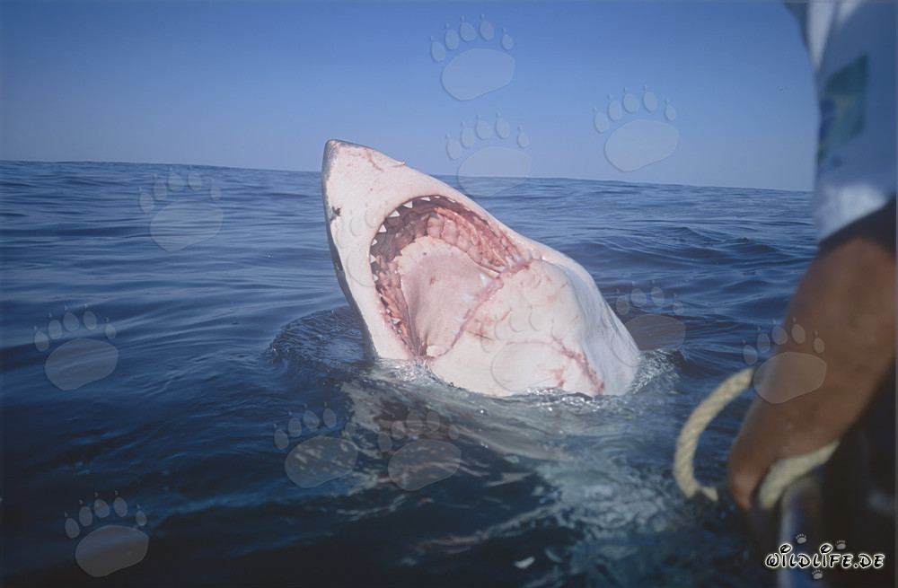 Vue de près dans la gueule du grand requin blanc