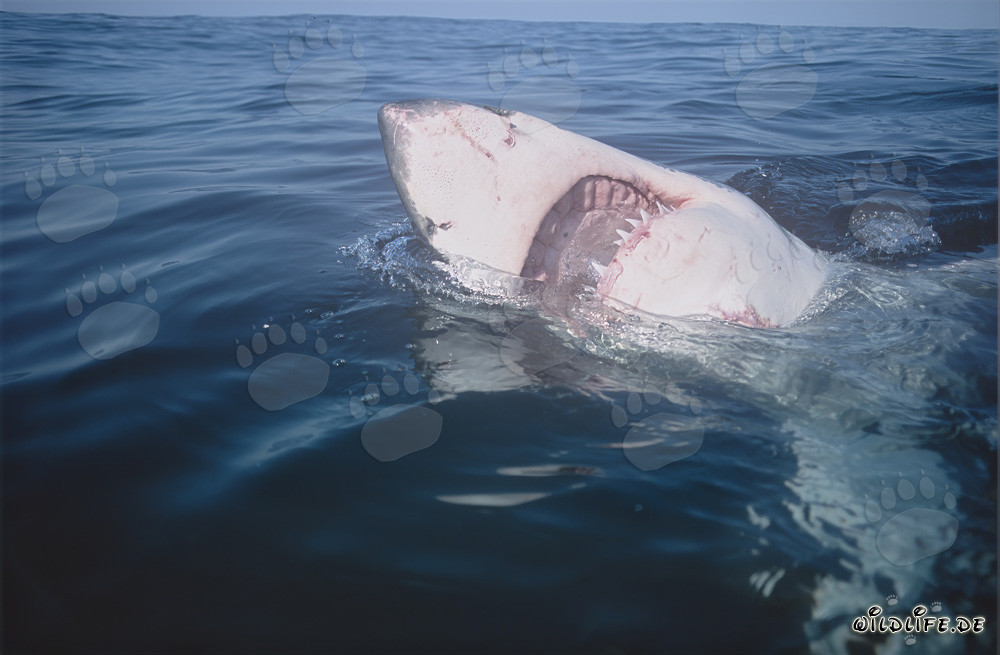 Grand requin blanc avec la gueule ouverte en Afrique du Sud