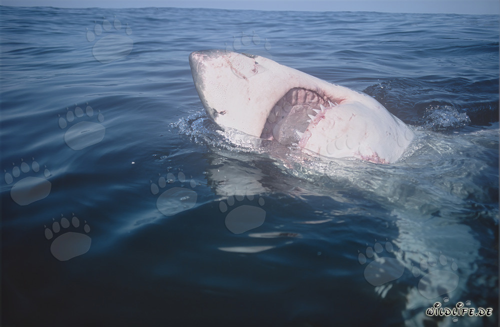 Impressive Great White Shark with Mouth Open in South Africa