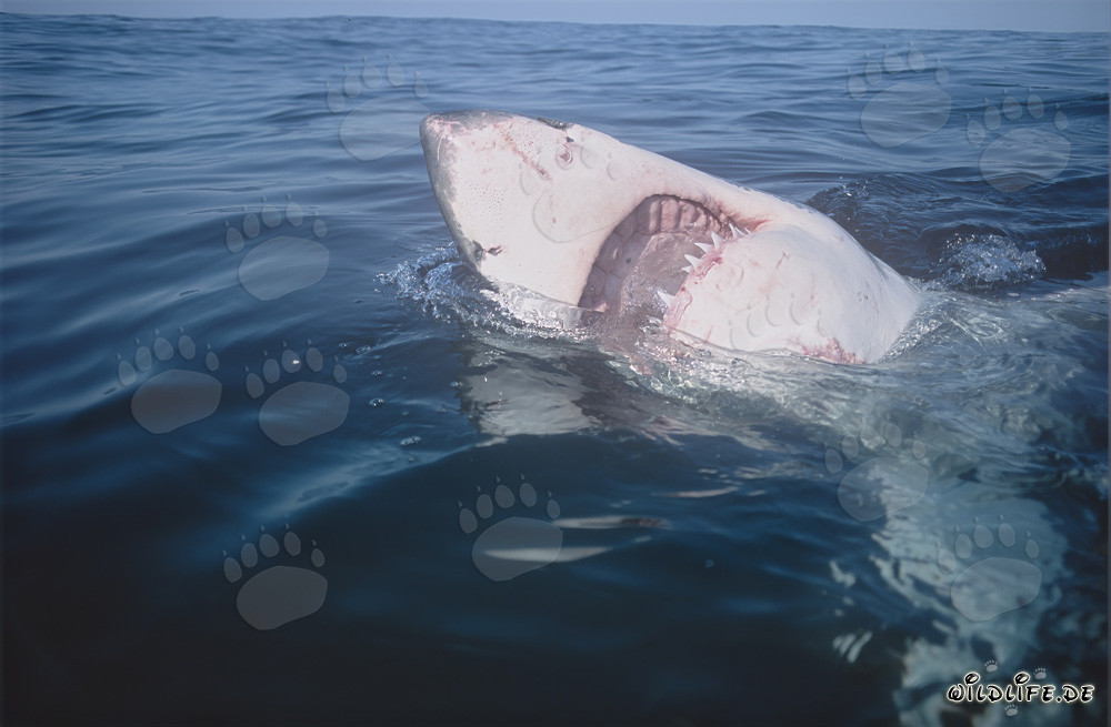 Impresionante Tiburón Blanco con la boca abierta en Sudáfrica