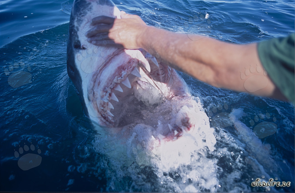 Fascinating View into the Mouth of a Great White Shark