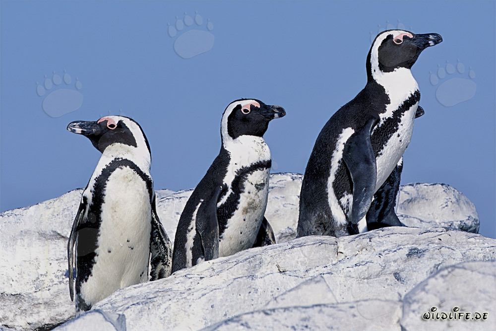 Observing African Penguins on Dyer Island