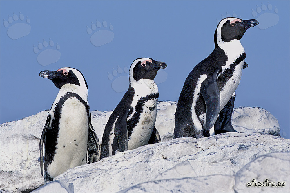Osservare i pinguini di Dyer Island