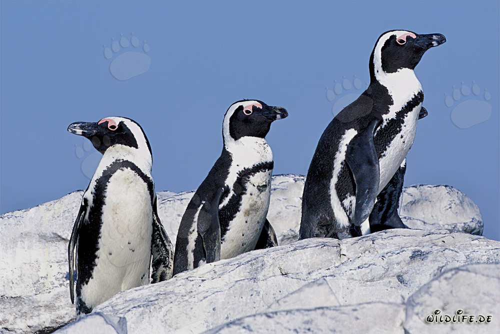 Observar pingüinos de Magallanes en la isla Dyer