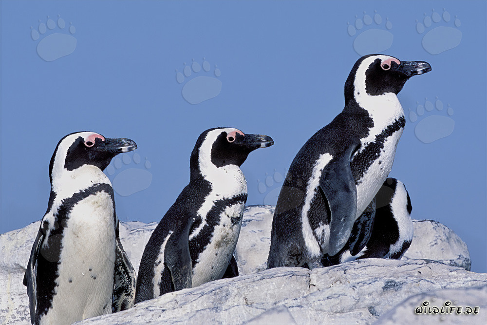 African Penguins on Dyer Island in South Africa