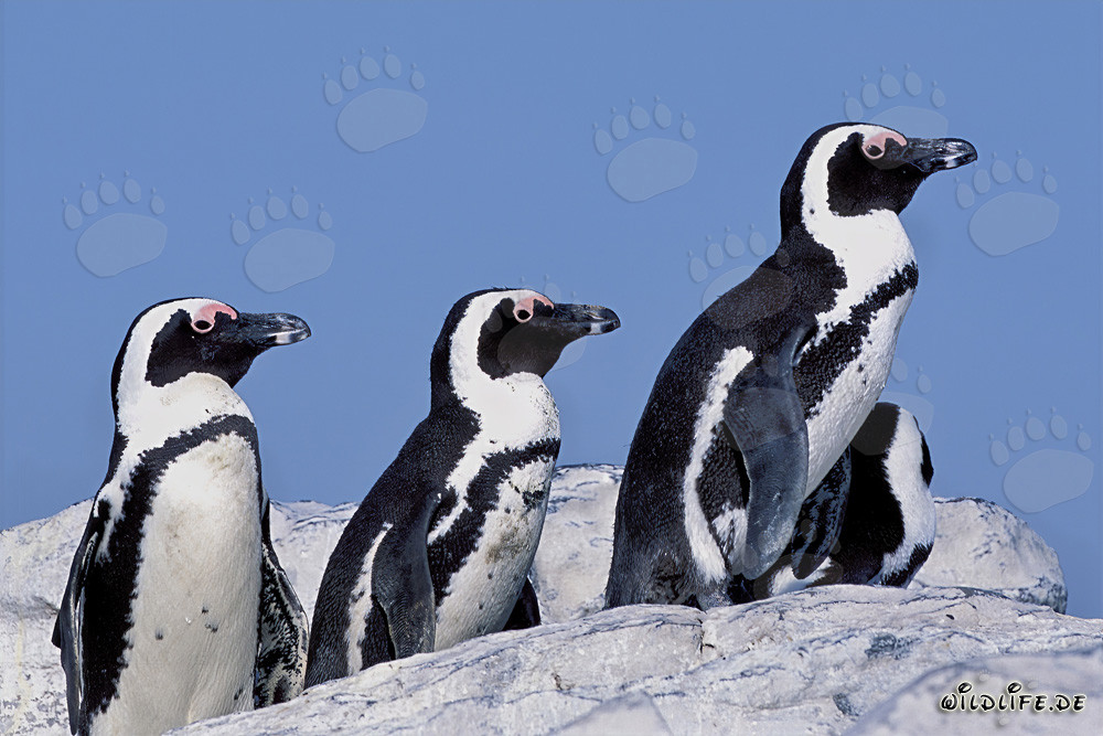Brillenpinguine auf Dyer Island in Südafrika