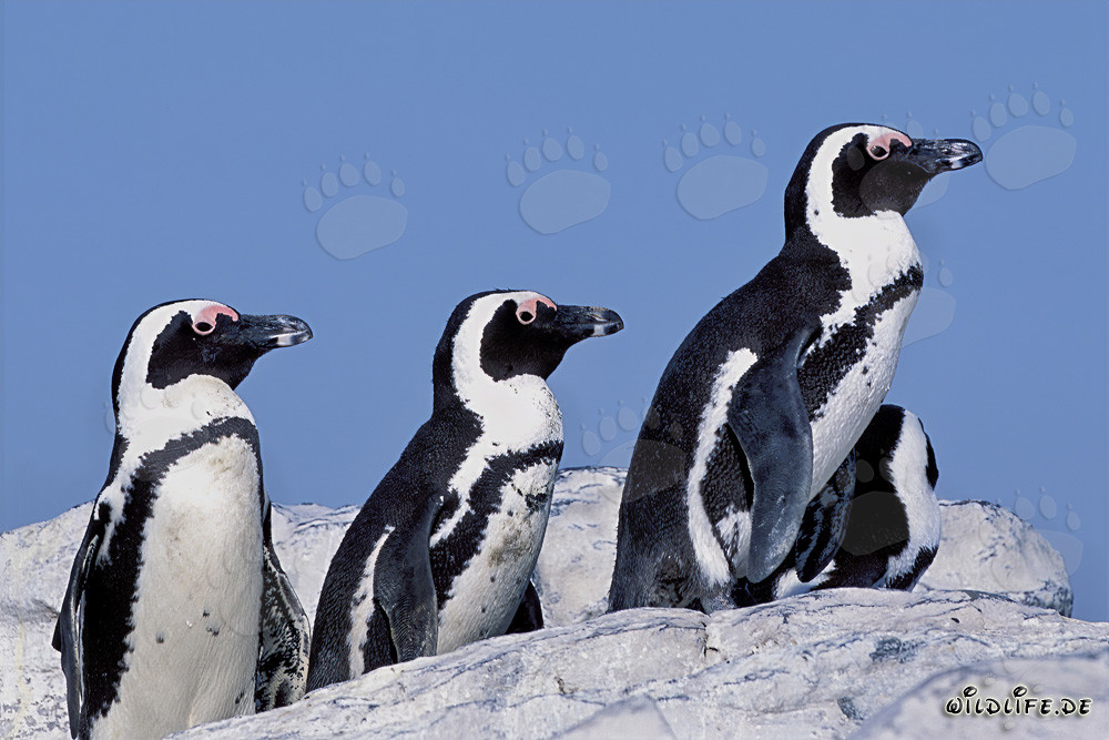 Pingouins à lunettes sur l'île de Dyer en Afrique du Sud