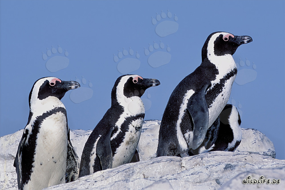 Pingüinos de anteojos en la Isla de Dyer en Sudáfrica