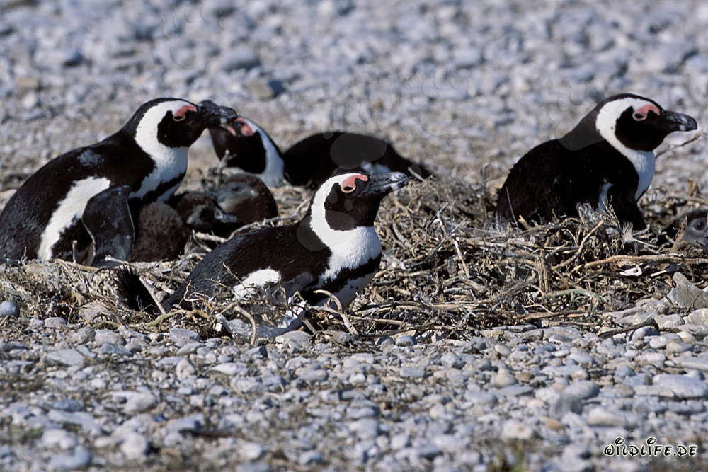African Penguins on Dyer Island in South Africa