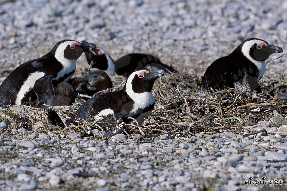 Brillenpinguine auf Dyer Island in Südafrika