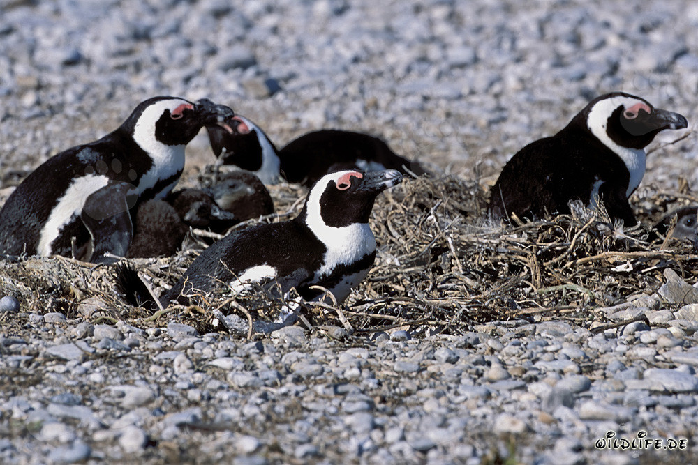 Pingüinos de anteojos en la isla de Dyer en Sudáfrica