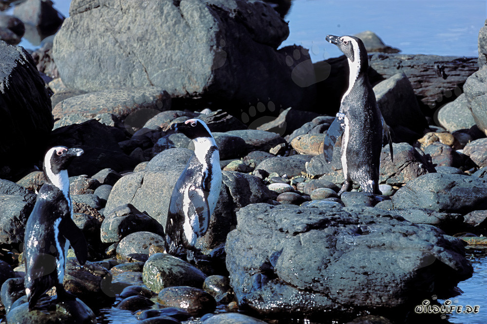 African penguins (Spheniscus demersus)