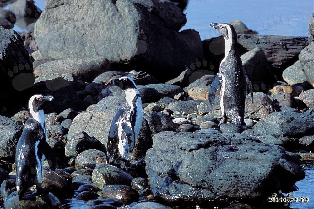 Brillenpinguine (Spheniscus demersus)
