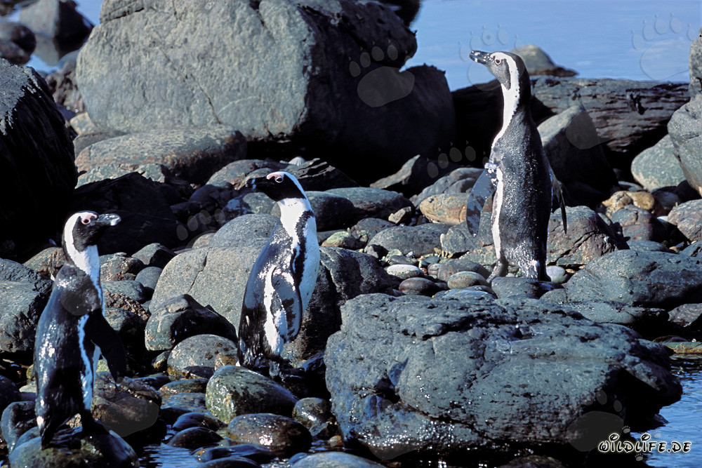 Pinguini del Capo (Spheniscus demersus)