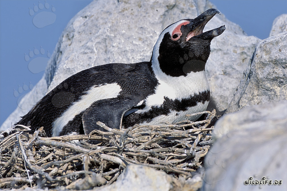 Fascinating African Penguin on Dyer Island, South Africa