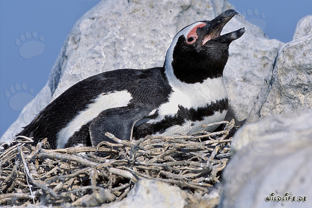 Faszinierender Brillenpinguin auf Dyer Island, Südafrika