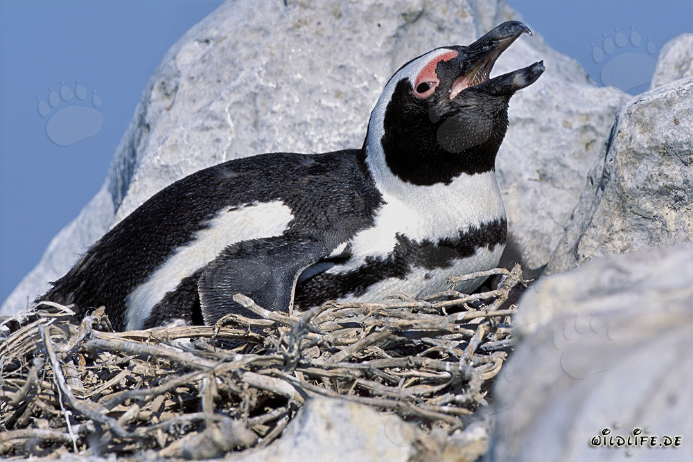 Pingüino de anteojos fascinante en la isla de Dyer, Sudáfrica