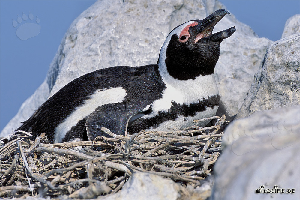 Fascinante pinguino di Dyer Island, Sudafrica