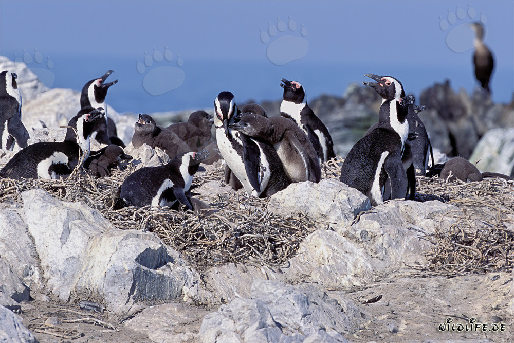 Pingouins à lunettes fascinants sur l'île de Dyer, Cap-Occidental, Afrique du Sud