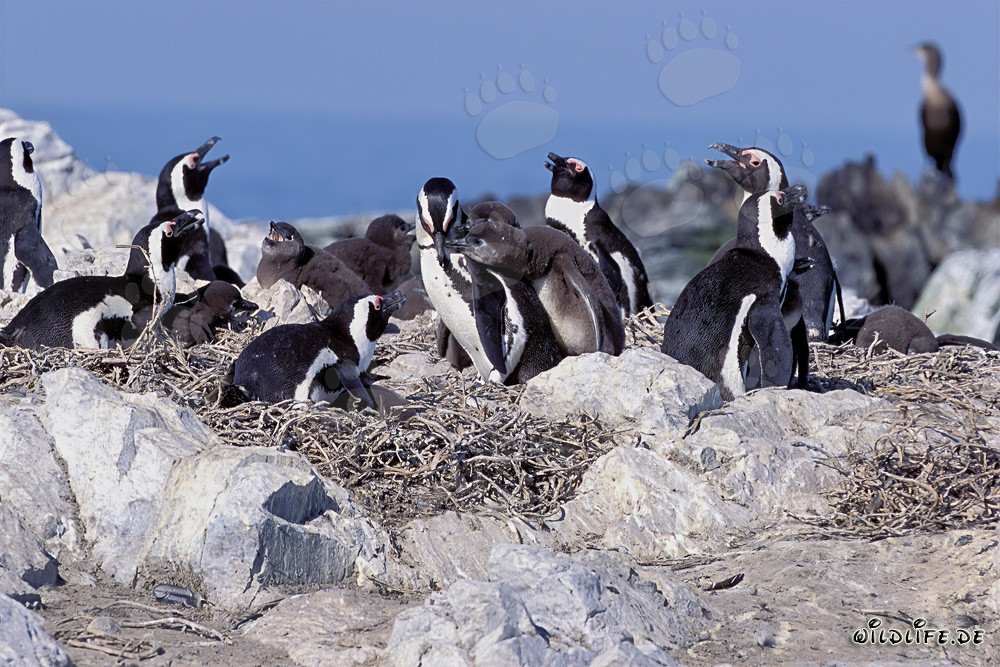 Pingüinos de anteojos fascinantes en la isla Dyer, Cabo Occidental, Sudáfrica