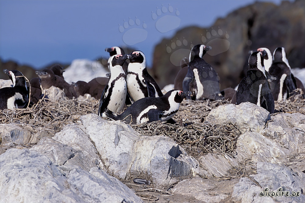 Fascinating African Penguin colony on Dyer Island, South Africa