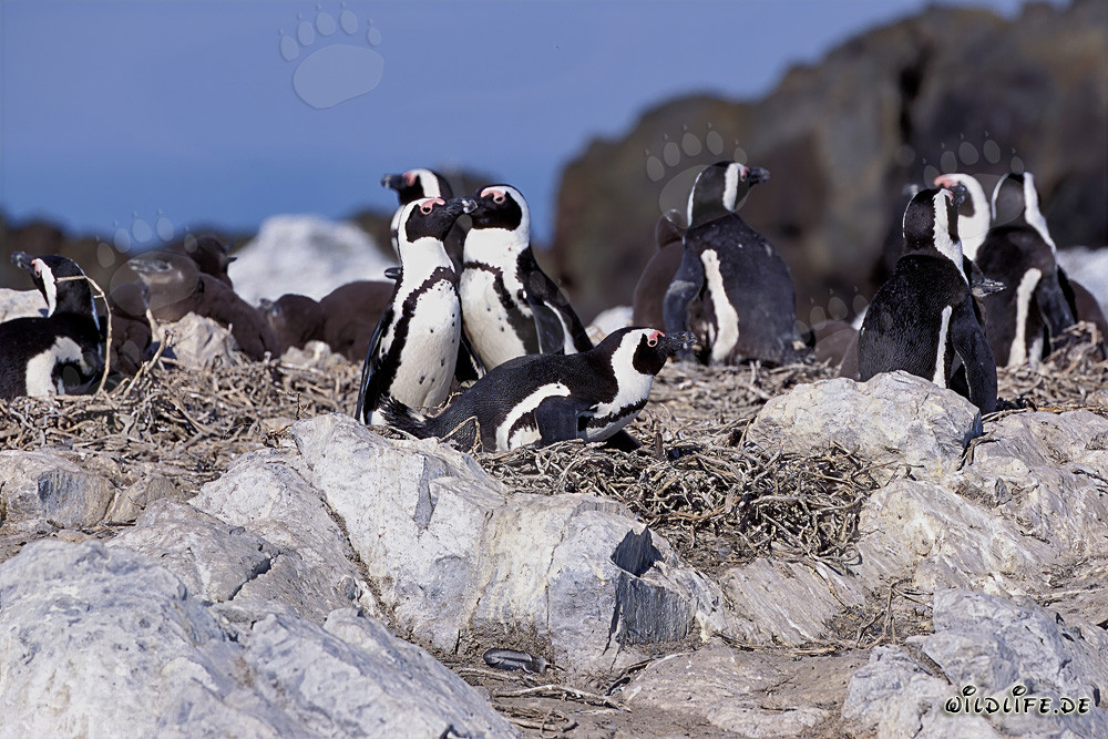 Faszinierende Brillenpinguin-Kolonie auf Dyer Island, Südafrika