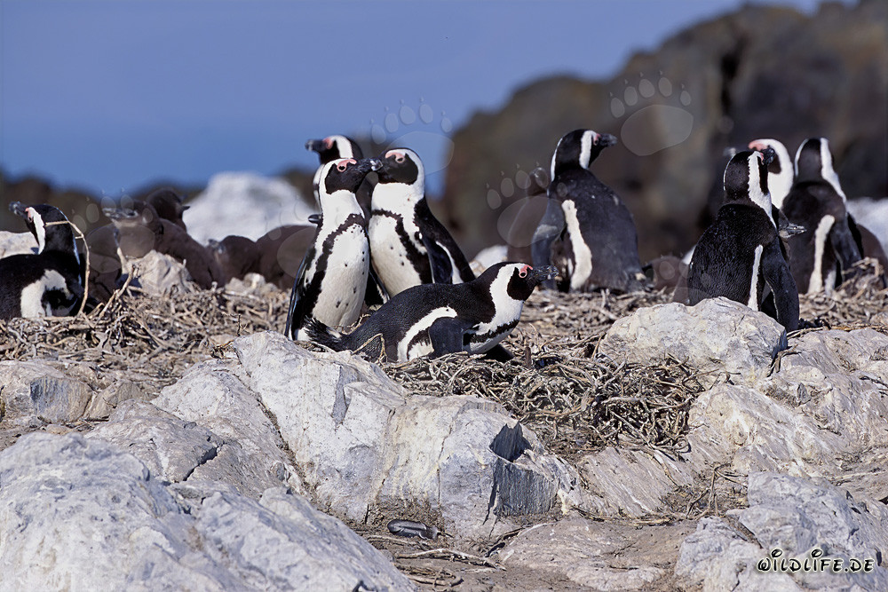 Fascinante colonia de pingüinos de ojos blancos en la isla de Dyer, Sudáfrica