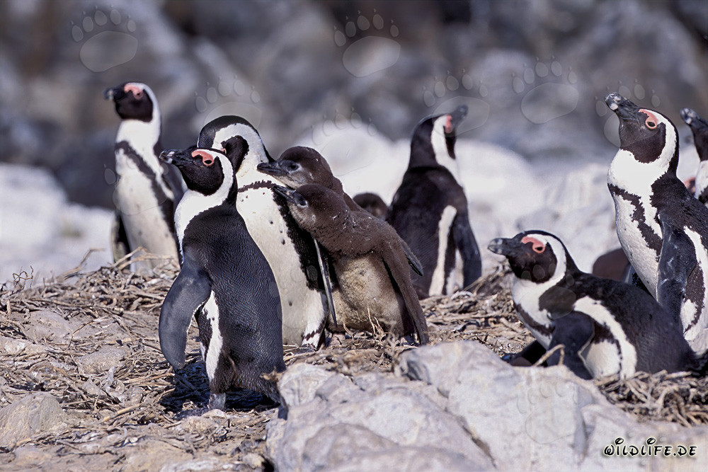 African Penguin Colony on Dyer Island in South Africa