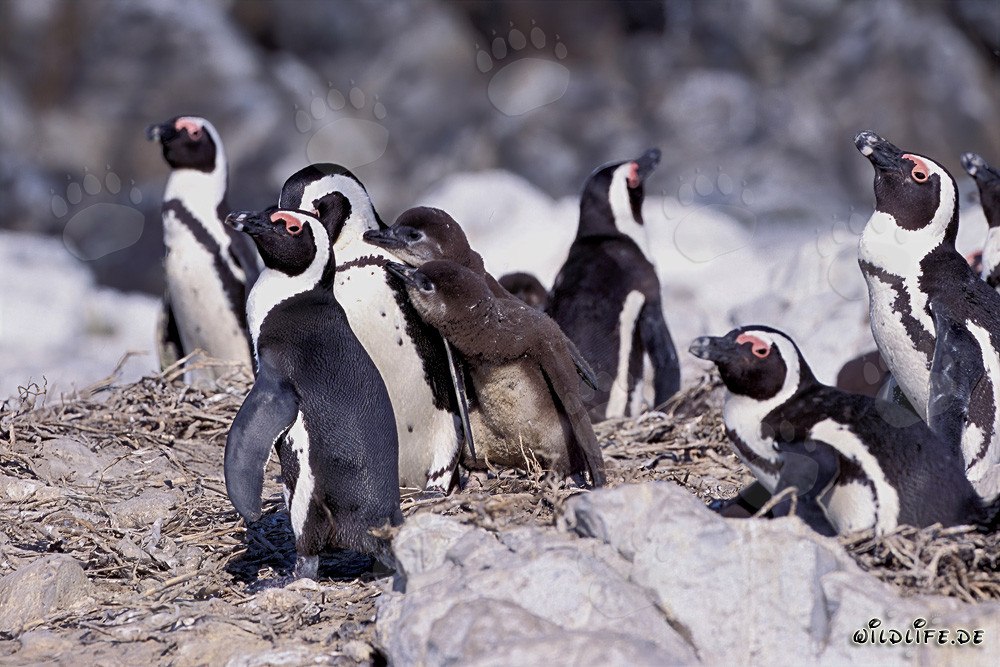 Brillenpinguin Kolonie auf Dyer Island in Südafrika
