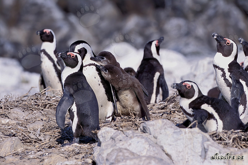 Colonia di pinguini del Capo sull'isola di Dyer in Sudafrica