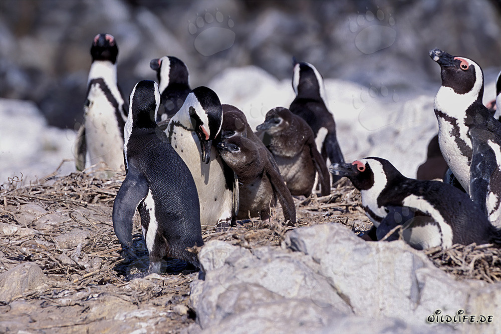 African Penguin Colony