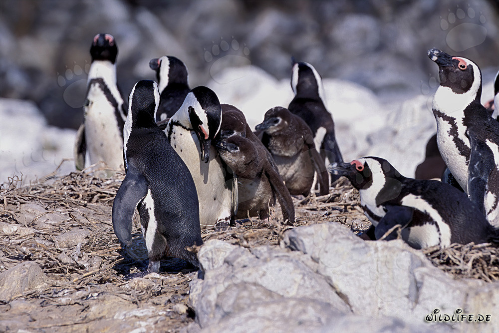 Colonia de pingüinos de anteojos