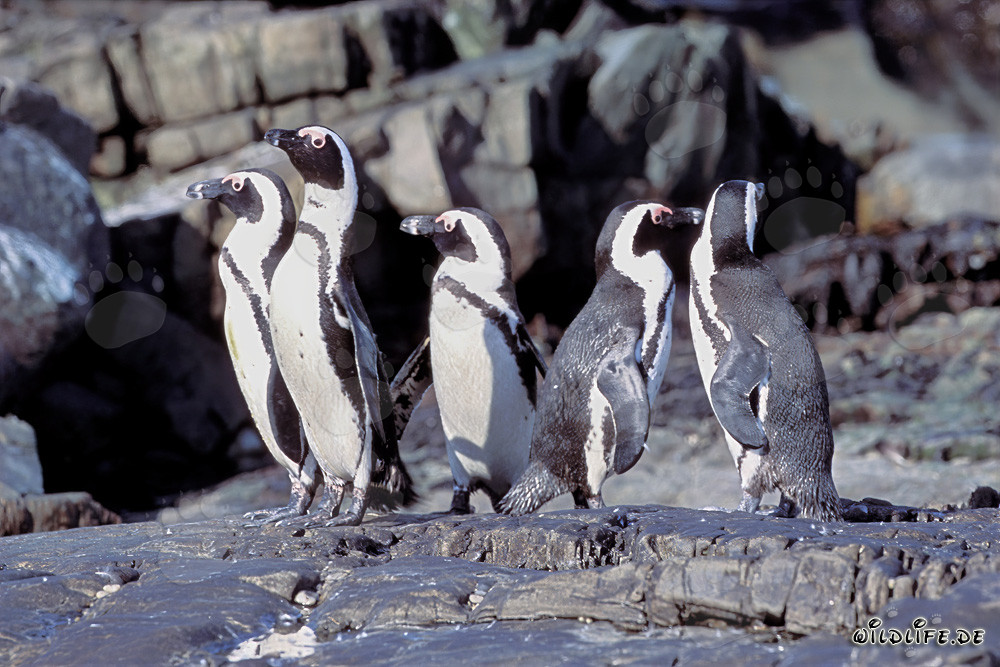 African Penguin Colony on Dyer Island