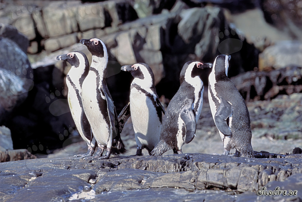 Brillenpinguine auf Dyer Island