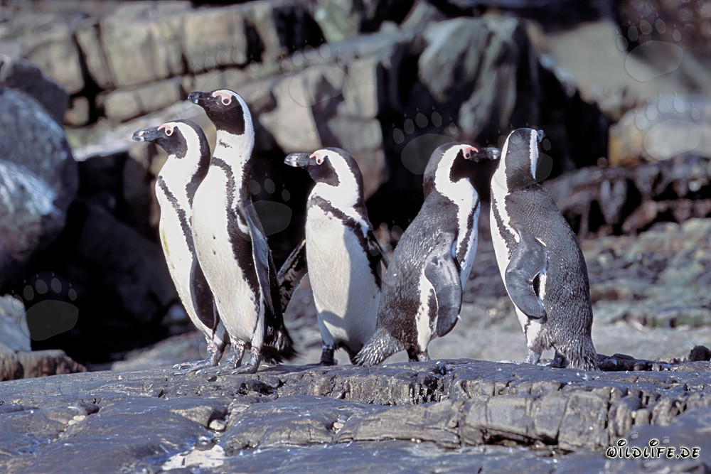Pingouins à lunettes sur l'île Dyer