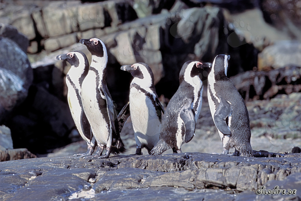 Pingüinos de anteojos en la Isla Dyer
