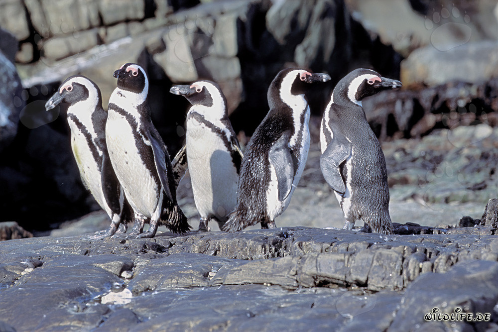 Lebendige Brillenpinguin Kolonie auf Dyer Island, Südafrika