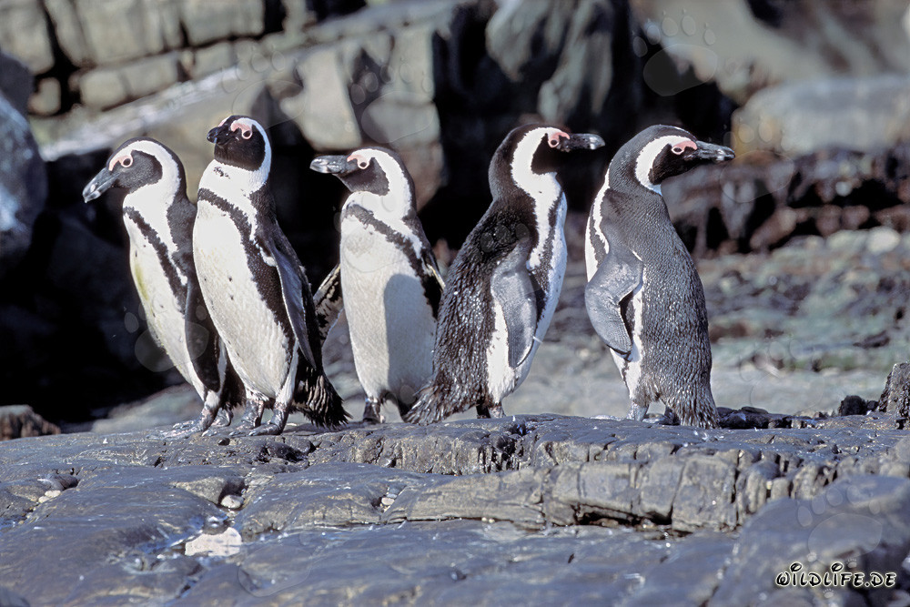 Colonie vivante de manchots du Cap sur l'île de Dyer, Afrique du Sud