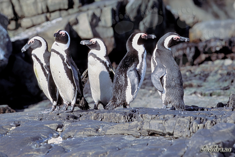 Colonia vivace di pinguini del Capo sull'isola di Dyer, Sudafrica