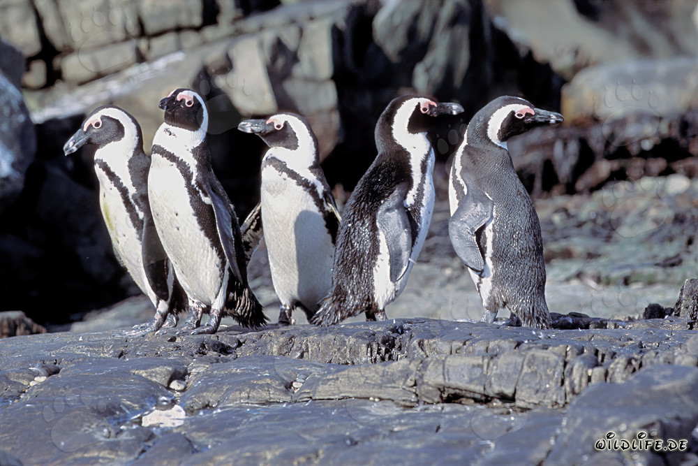 Colonia vibrante de pingüinos de El Cabo en la isla de Dyer, Sudáfrica
