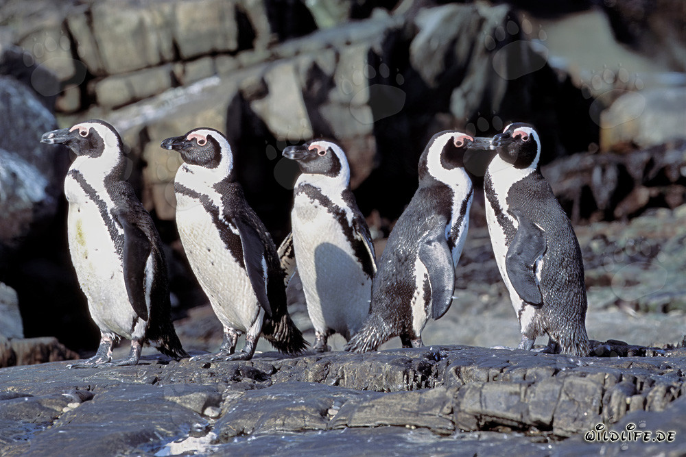 Brillenpinguin Kolonie auf der geschützten Dyer Island in Südafrika