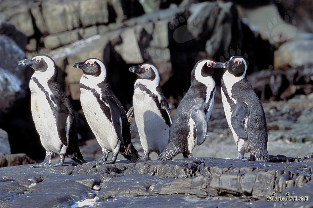 Colonia di pinguini di Dyer Island in Sudafrica