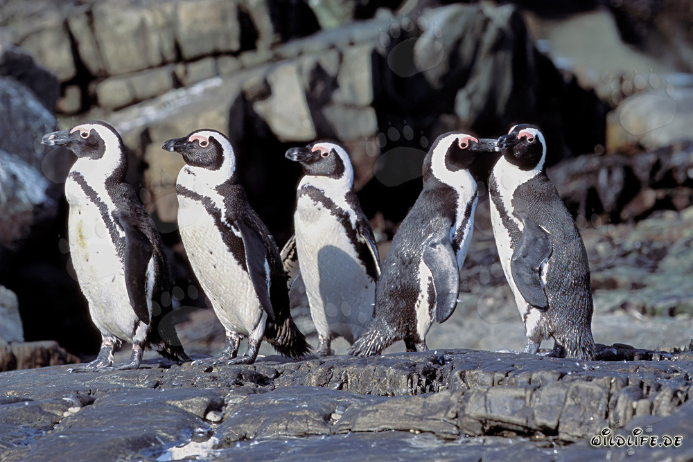 Colonia de pingüinos de anteojos en la protegida Isla Dyer en Sudáfrica
