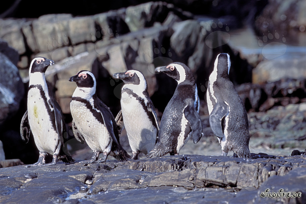 Pingouins à lunettes sur l'île Dyer en Afrique du Sud