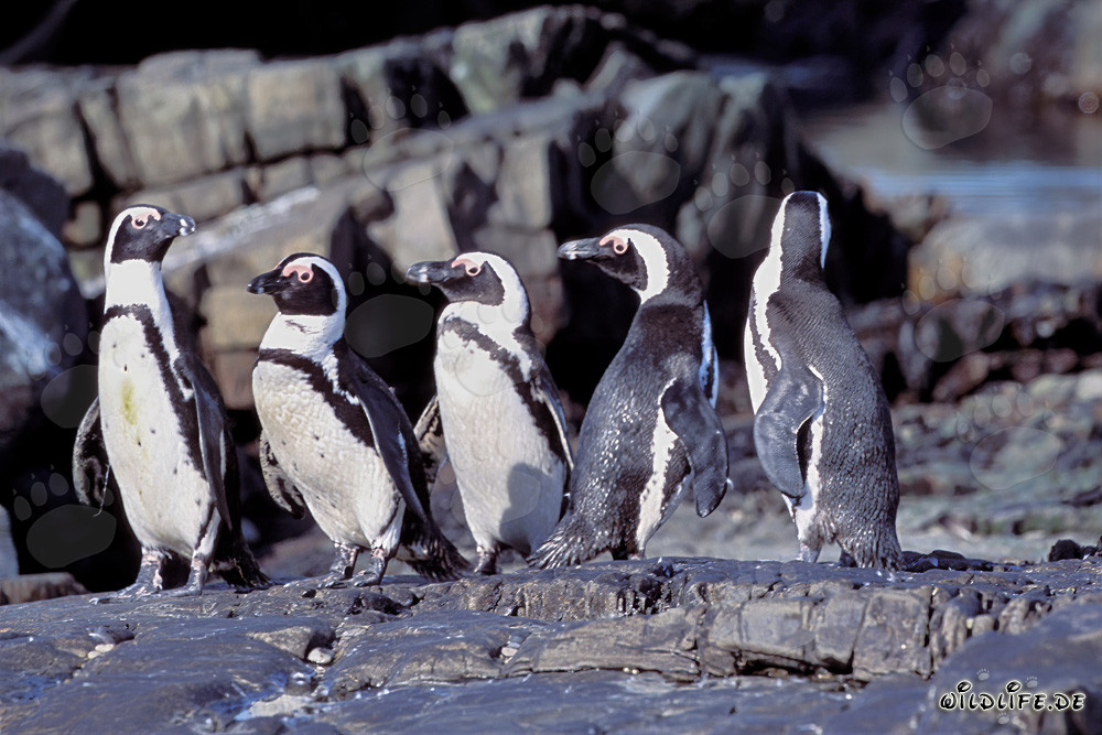 Pinguini dagli occhiali sull'Isola Dyer in Sudafrica