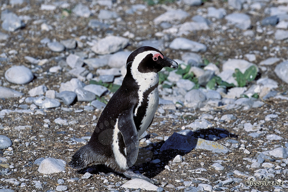 African penguin (Spheniscus demersus) on the protected Dyer Island in South Africa