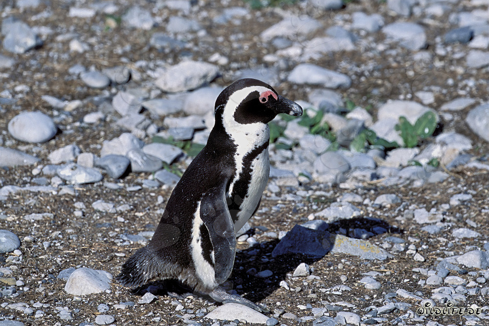 Brillenpinguin (Spheniscus demersus) auf der geschützten Dyer Island in Südafrika