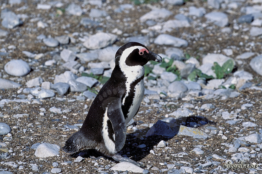Manchot du Cap (Spheniscus demersus) sur l'île protégée de Dyer en Afrique du Sud